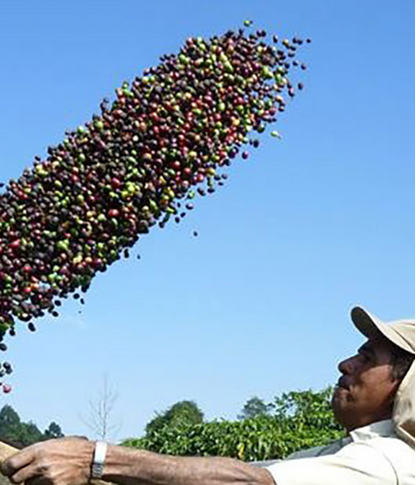 (NEW) Brazil Manaca Espresso